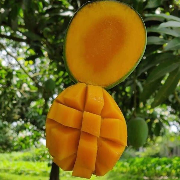 Gopalvog Mango (গোপালভোগ আম)